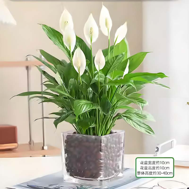 �������԰׷���һ����˳�����ش�Ż������ڿ�����ˮ��ֲ����� Լ30cm����-���ײ��� ������