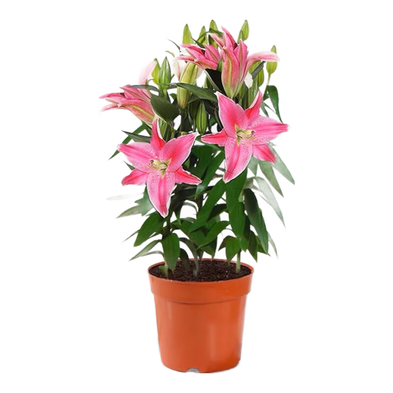 中夢(mèng)香水百合鮮花盆栽帶花苞濃香型花卉植物室內(nèi)花苗客廳四季開花好養(yǎng) 香水百合 3株 7-9個(gè)花苞（原盆）;含盆