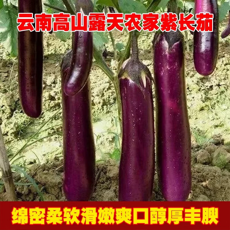 云南高山露天紫色长茄子新鲜现摘整箱包邮时令蔬菜批发农家种植 1500g