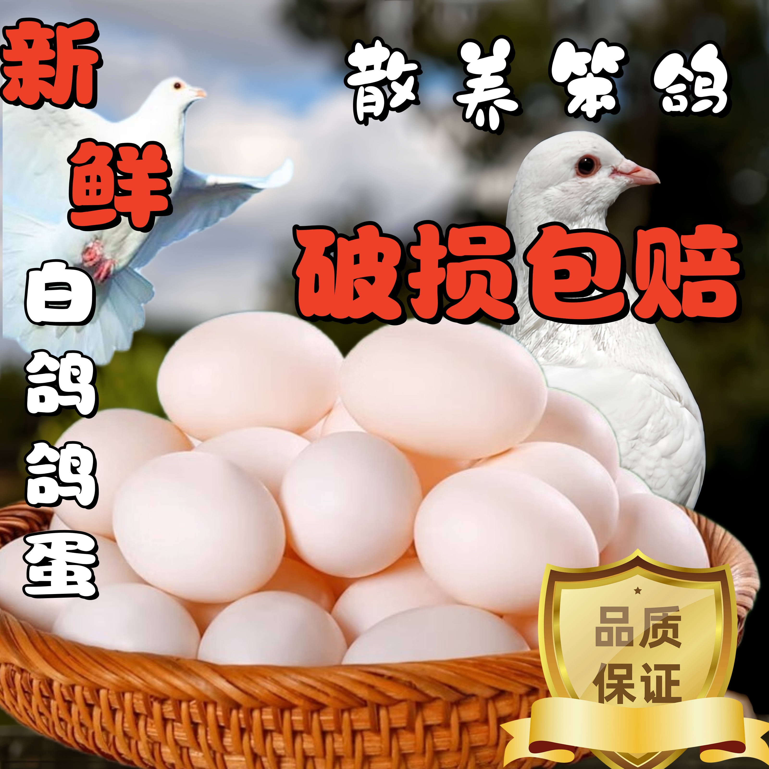 OIMG正宗农家散养新鲜鸽子蛋、土鸽笨鸽蛋、新鲜白鸽蛋、60枚 散养白鸽子蛋40枚