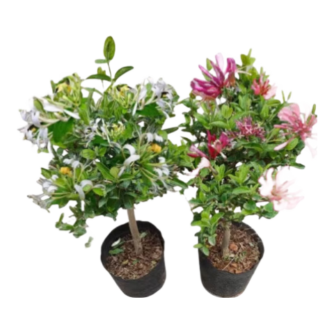 ��ʳ�ý���������Ũ���ļ�������������̨ͥԺ����ֲ����׮������ ��������3����һ�Ż�ɫ30-40cm