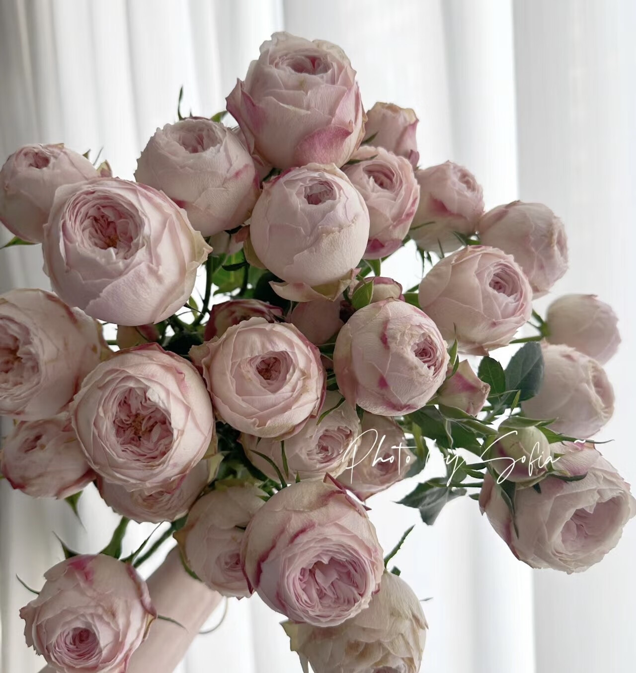 昆明酷皮玫瑰妲己玫瑰鲜花粉色系水养插花鲜切花酷皮云南直发 多头