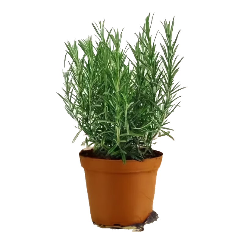 ԵԿʳֲݱֲڼţˮ໨ Եԭһ 辶Լ12cm Լ25cm4.99Ԫ2.5Ԫ/