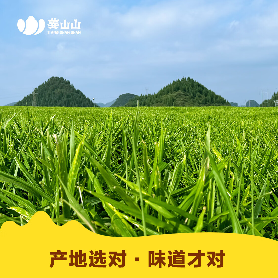 姜山山-云南罗平小黄姜 老姜 国家地理标志 新鲜云南小黄姜 生姜 产地发 净重 2斤 包邮