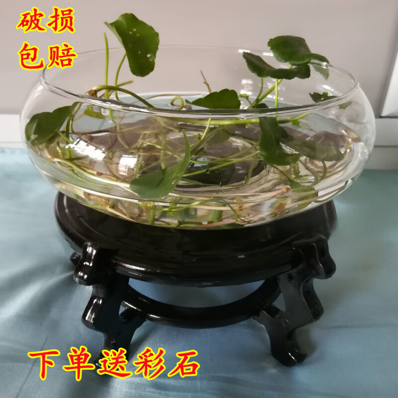 OYKTN大号水培花盆水仙碗莲铜钱草花盆花卉盆栽绿植玻璃水养花瓶鱼缸 水培玻璃单花盆【小号肚径14cm】 玻璃盆一个【送彩石】