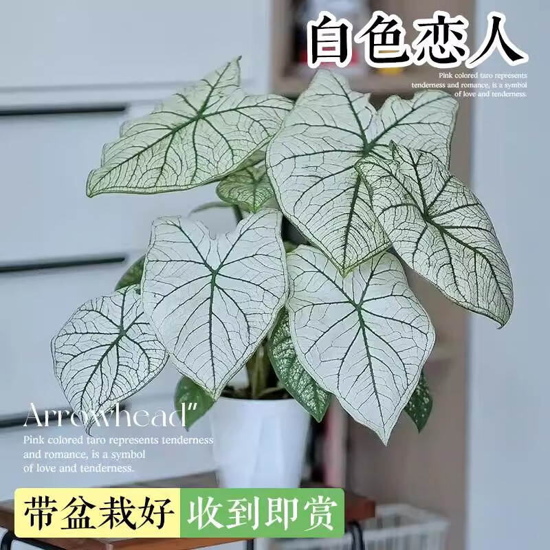 歐芽彩葉芋盆栽種球粉彩色飛濺海芋綠植白色戀人室內(nèi)芋類水培植物花卉 白色戀人11cm盆中苗【收到即賞 不活包補(bǔ)】