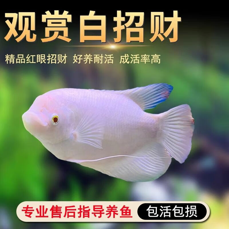 招财鱼战船活鱼正宗红眼白招财鱼中大型热带观赏鱼起头古代战船鱼 精