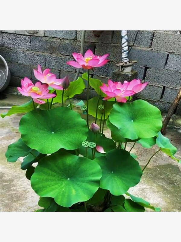荷花盆栽水養(yǎng)蓮藕種苗蓮花大型缸養(yǎng)荷花苗睡蓮水培植物碗蓮種根苗 2號(hào)荷花4顆帶牙送營(yíng)養(yǎng)液 含盆