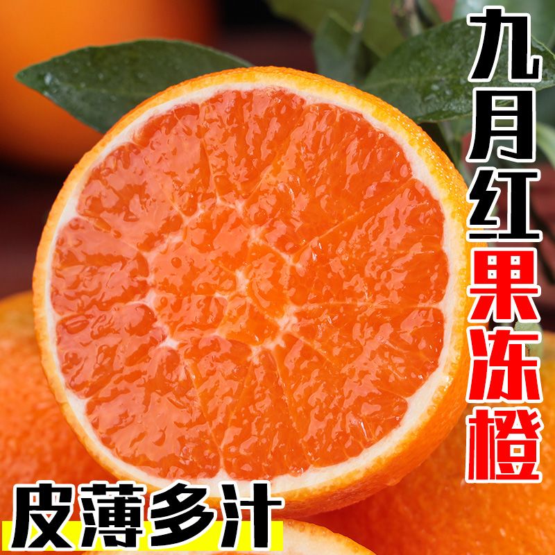千园九味九 月红果冻橙  精选净重5斤单果【60-70mm】