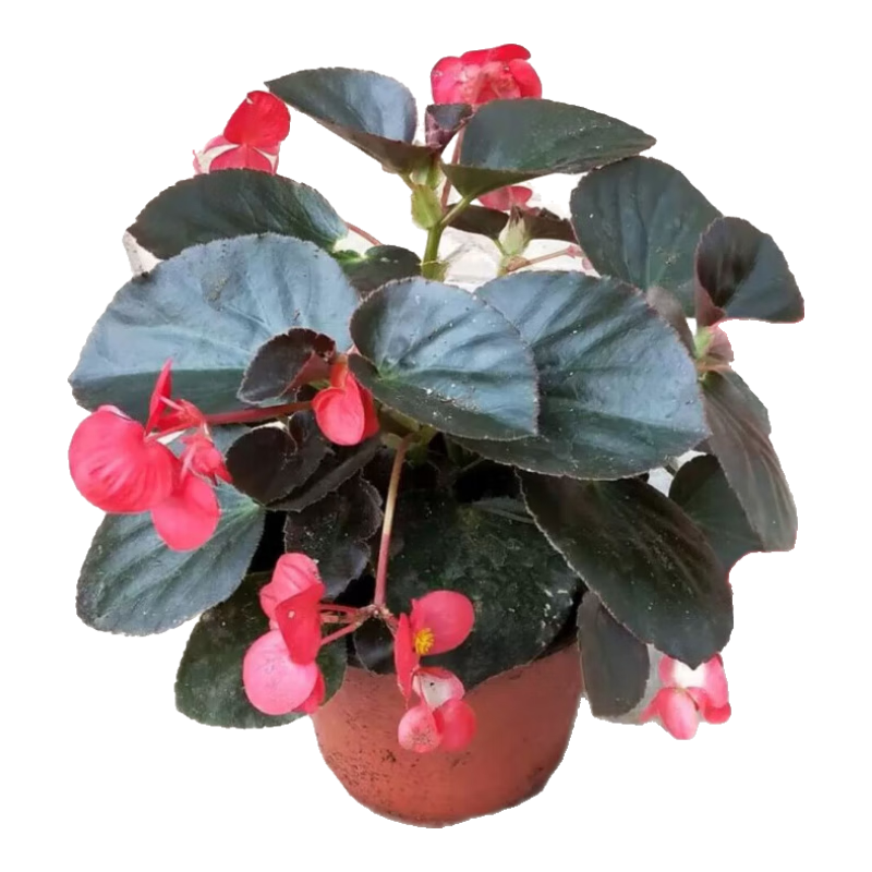 ����  �ļ����������Ļ���������ͥԺ�ļ��ﺣ�Ĳ������ذ�ֲ�� ���裨��Ҷ�컨�� ������ 57.2Ԫ��4��(��14.3Ԫ/��)