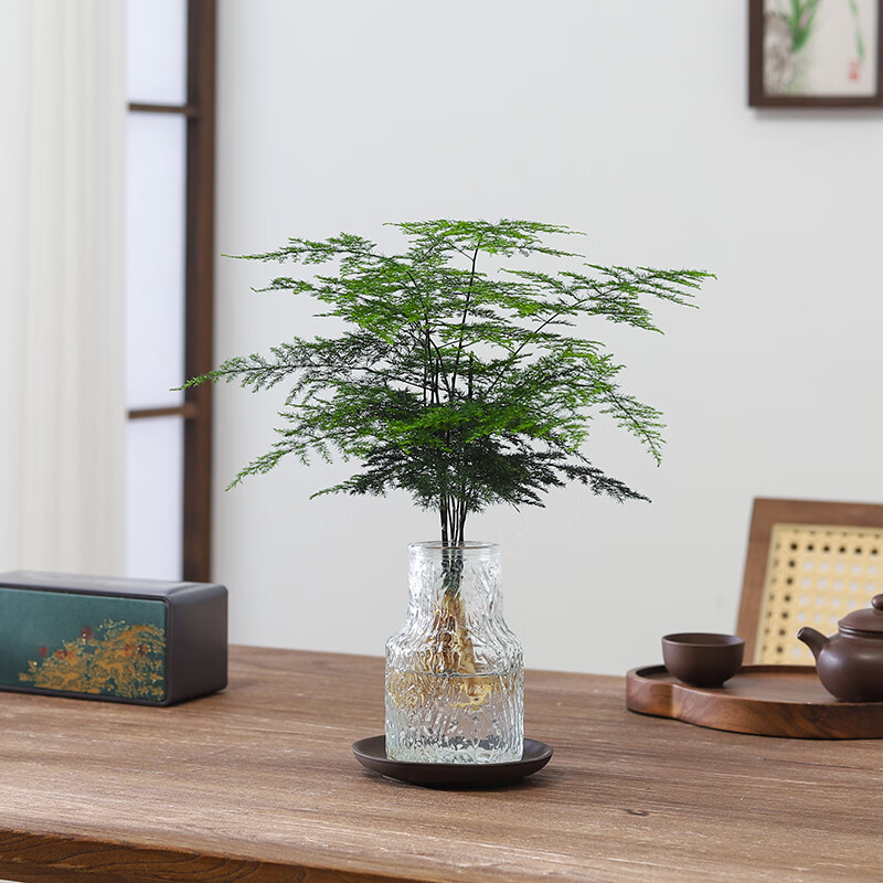 八芽文竹盆栽懒人水培植物客厅室内桌面好养四季好养发财树绿植吸甲醛 春羽-波浪瓶-密胺托盘 含盆