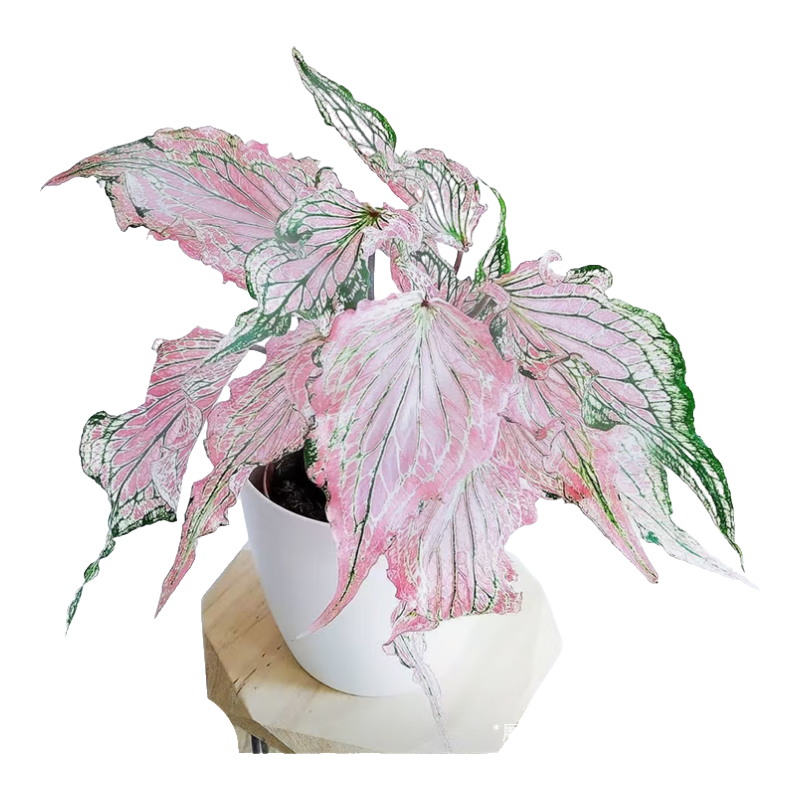 白色戀人彩葉芋盆栽合果芋綠植盆栽室內(nèi)陽臺(tái)植物小清新 彩葉芋泰國美人160（不含瓷盆）帶盆 帶盆栽好