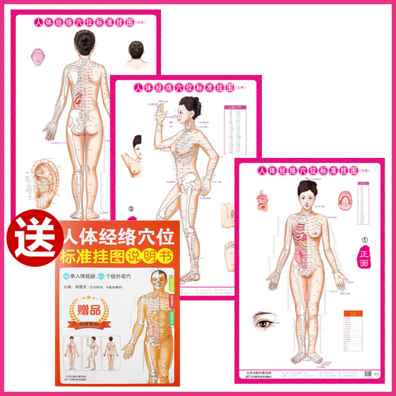 人体经络穴位标准大图册挂图 人体经络图中医挂图 家庭养生保健挂图女性共3张 医学卫生