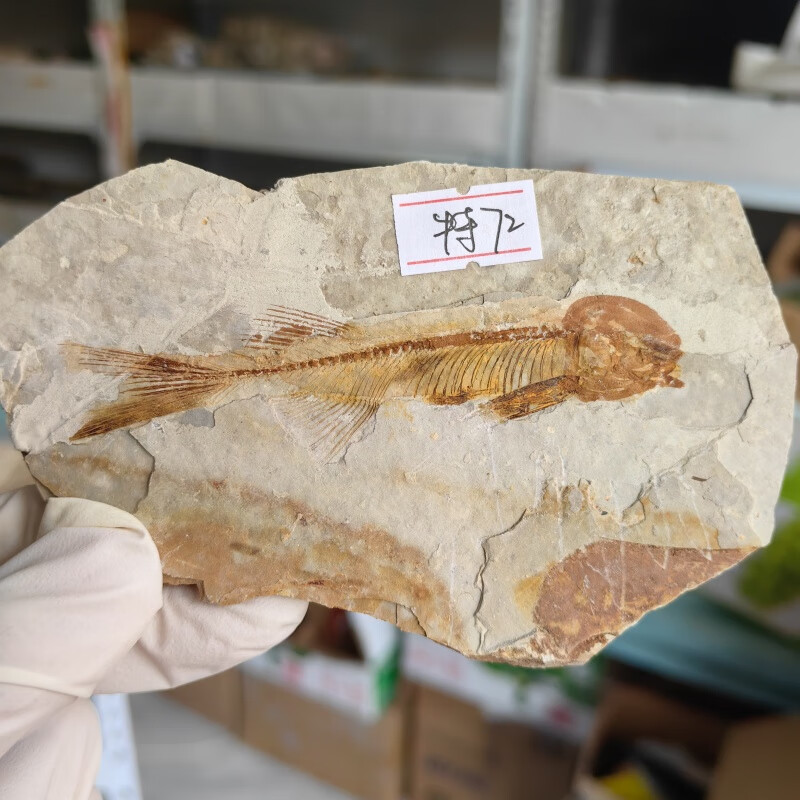 美衣羊辽西狼鳍鱼化石摆放有修复石材动物怀旧古生物教学标本7777 特