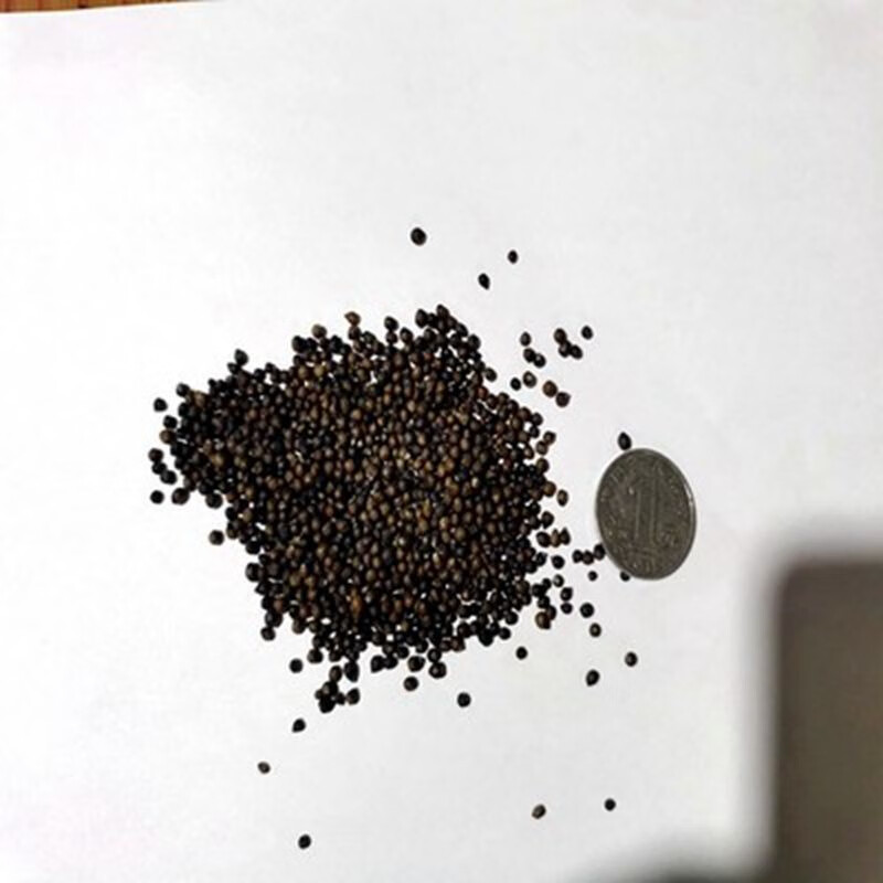 鱼腥草种子折耳根种籽云南贵州重庆鱼腥草种苗折耳根种根种苗 红梗鱼腥草种子500粒