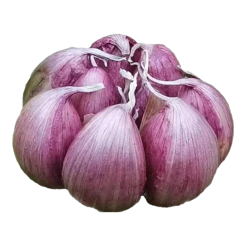2025年云南紫皮大蒜蒜大蒜頭正宗干蒜頭干蒜多瓣蒜農產品蔬菜 紫皮干大蒜5斤帶箱