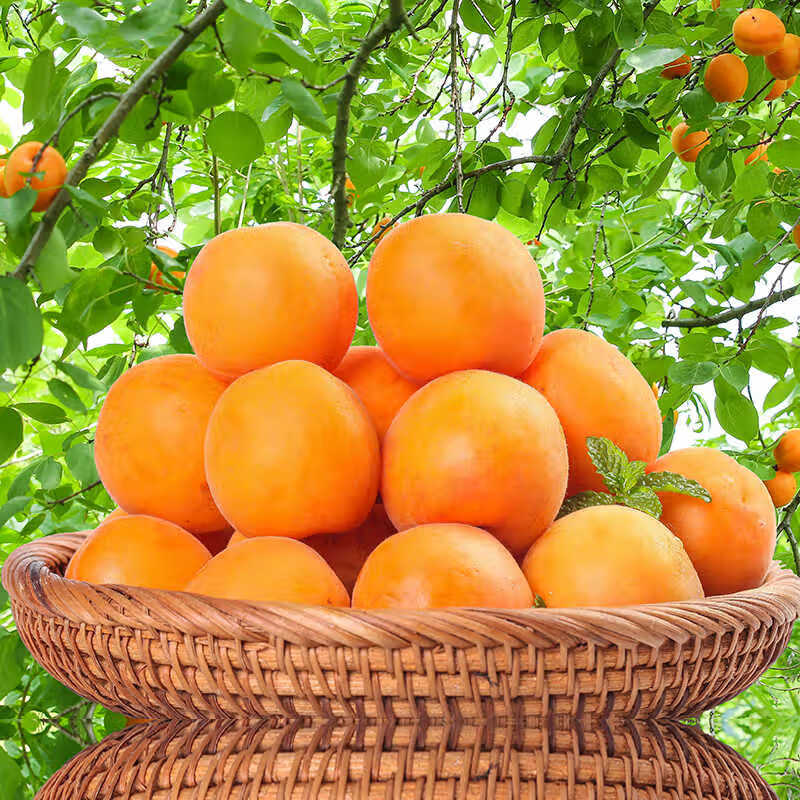 京世泽 陕西金太阳大黄杏 酸甜大杏子 时令水果 超值体验 净重3斤