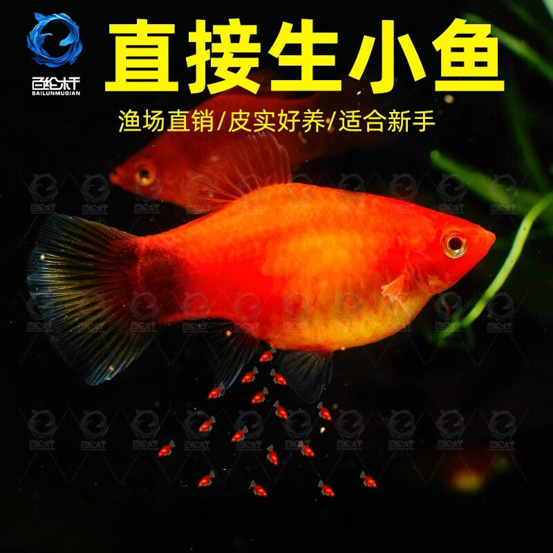 百纶木千米奇鱼观赏鱼 胎生鱼 新手推荐 好养活 小型鱼  运输包损包邮 大米奇10条（3cm左右）公母混搭