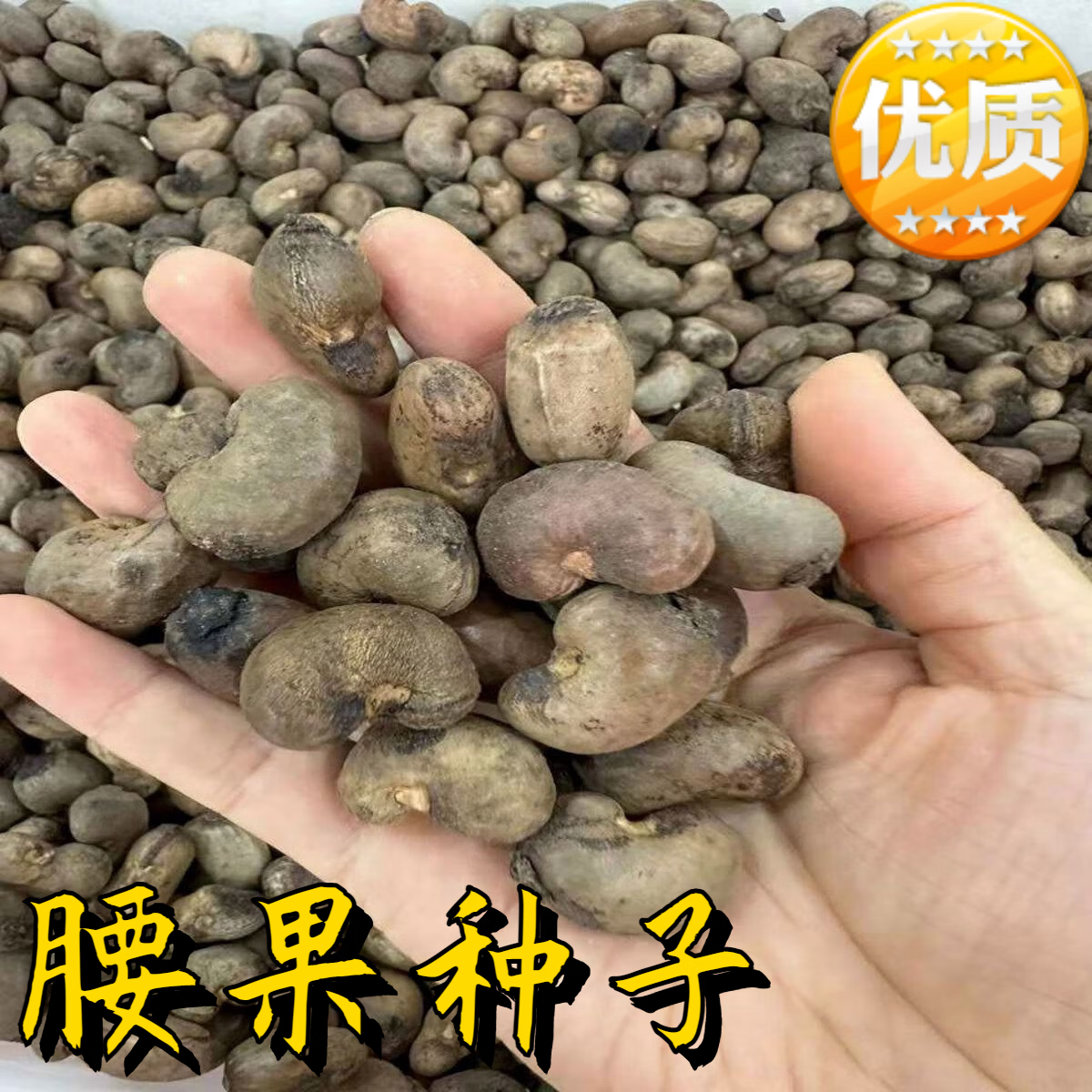 腰果种子四季坚果种籽籽树种子新采鸡腰果种籽种植 腰果种子500克