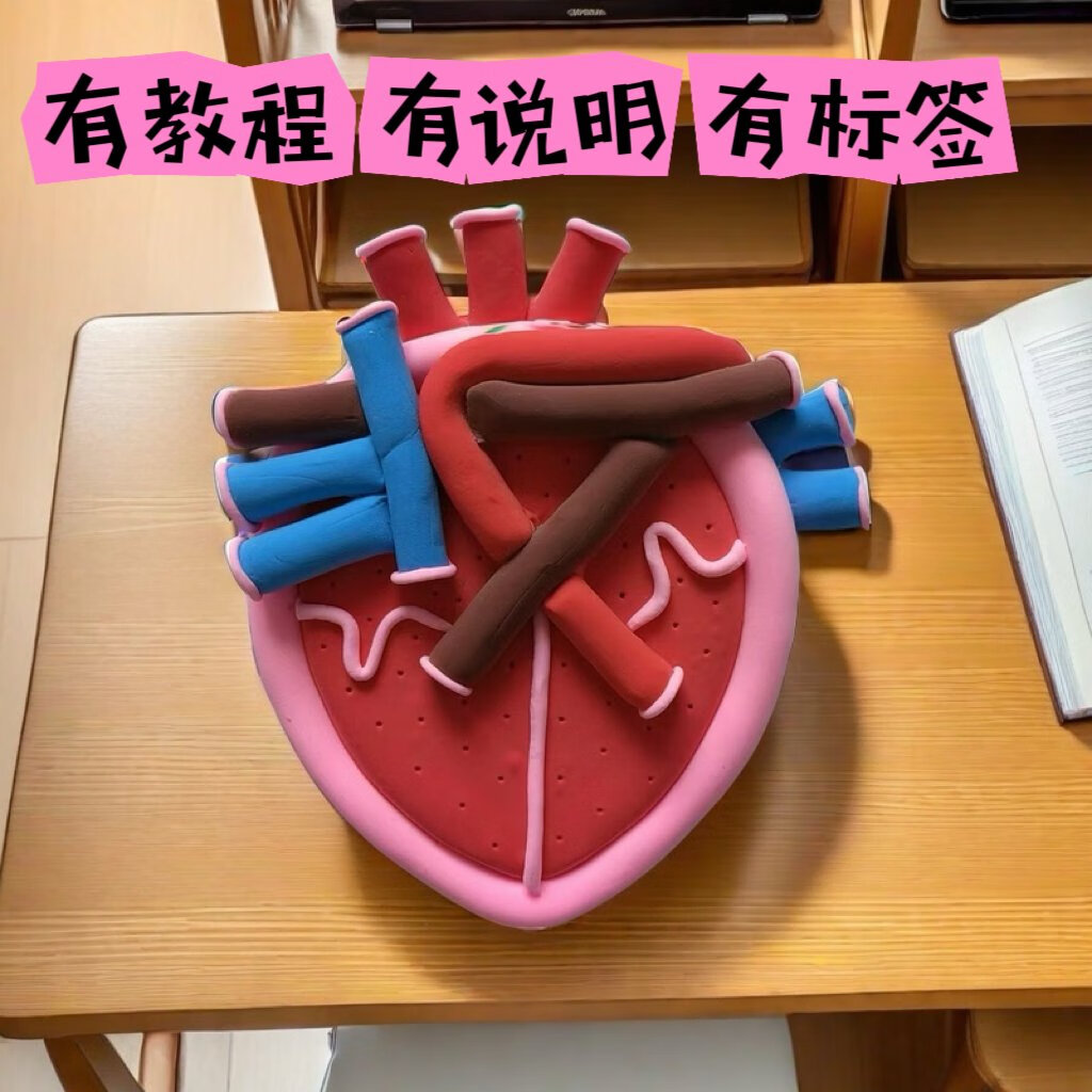 心脏模型人体器官初中七年级下册生物作业手工diy制作材料作品 人体