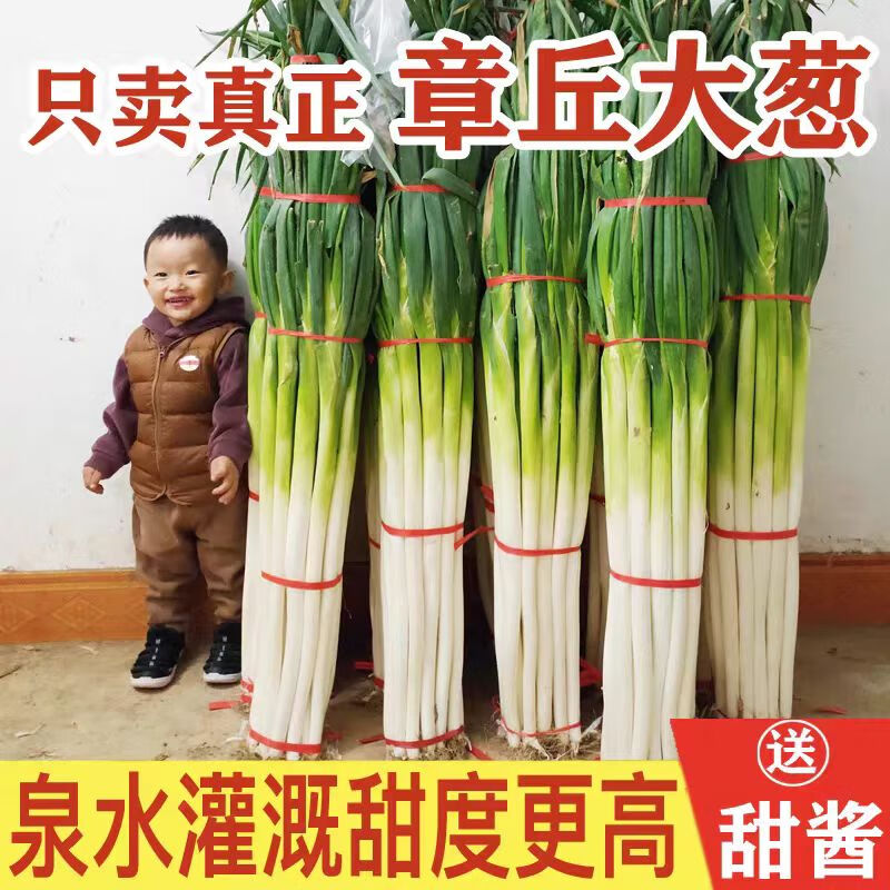 风筝王章丘大葱 生鲜山东特产大葱脆嫩爽口山东章丘蔬菜甜葱 送甜酱 章丘大葱9斤