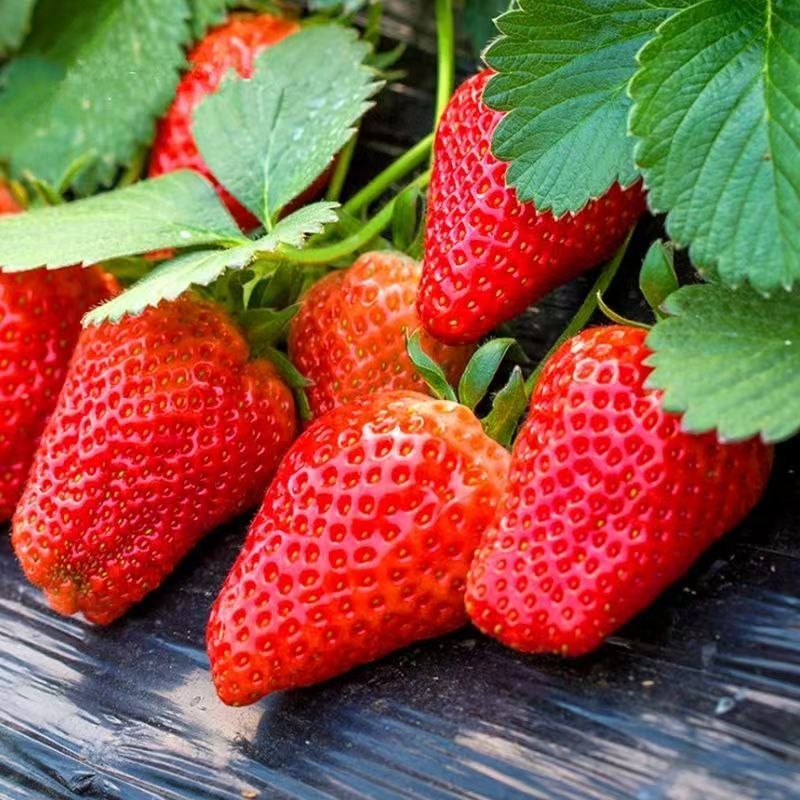 攀援草莓树爬藤草莓苗果树苗 庭院植物阳台盆栽苗 九香草莓苗