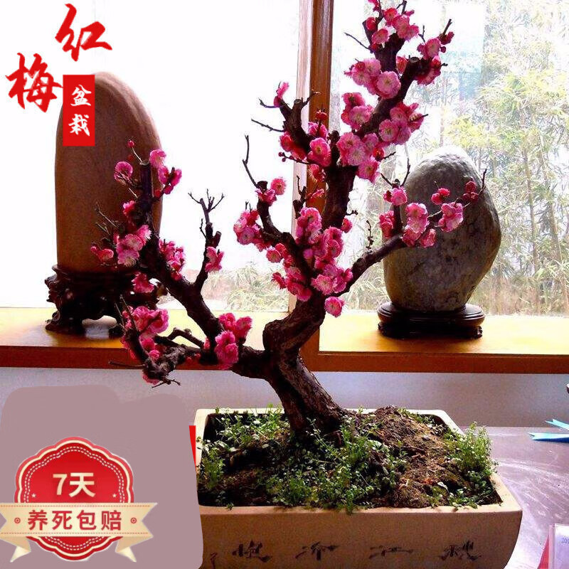 ÷׮÷÷辰绨ֲ̨ͥԺƷ 6÷(꿪)  26.94Ԫ