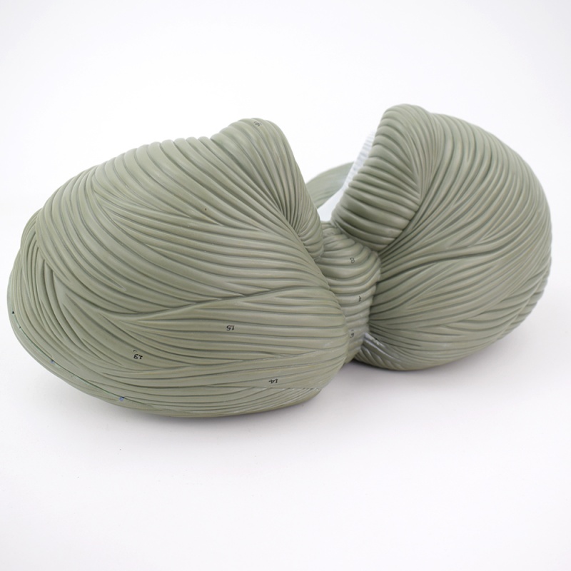 enovo颐诺医学 人体小脑形态结构解剖模型 小脑分叶 小脑核团小脑模型