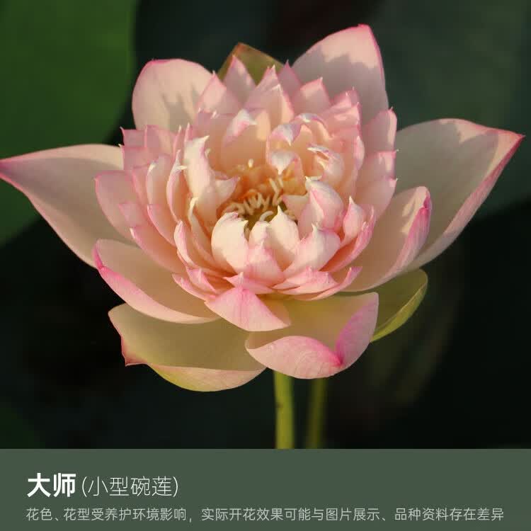 海蒂的花园旗舰店碗莲种藕苗水培植物莲花荷花苗庭院花卉盆栽裸藕好养易活 不二碗莲大师裸藕
