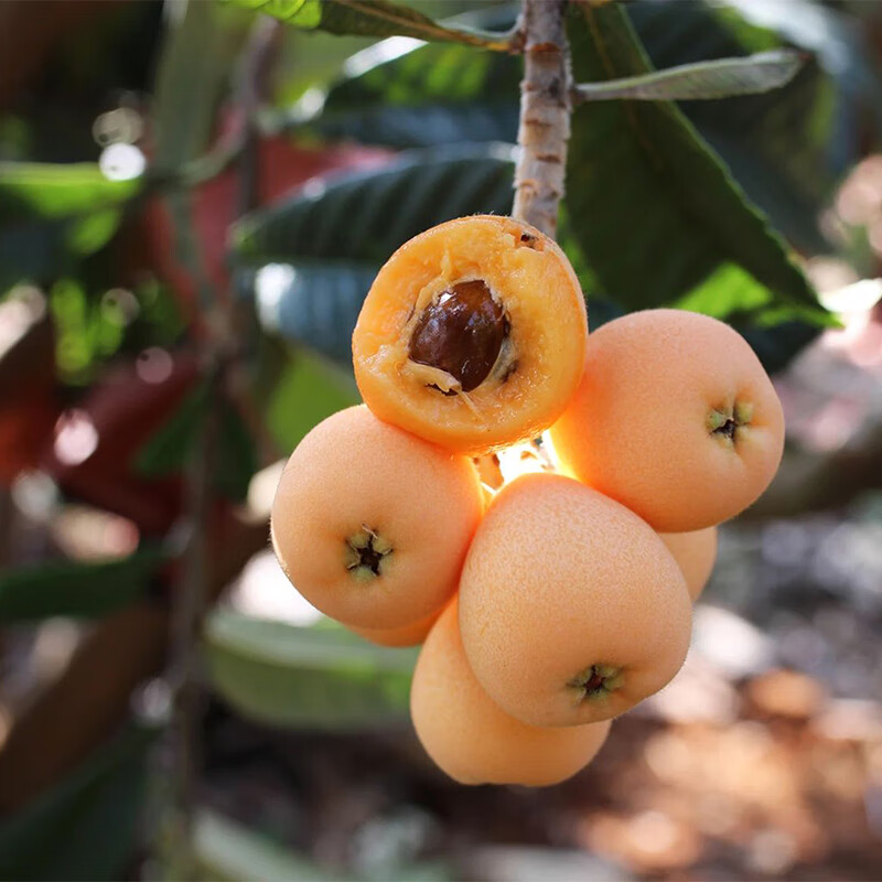 异果恋攀枝花米易枇杷大五星枇杷【JD】时令新鲜水果甜枇杷礼盒装送礼 彩箱净重1.2斤（单果20g+）