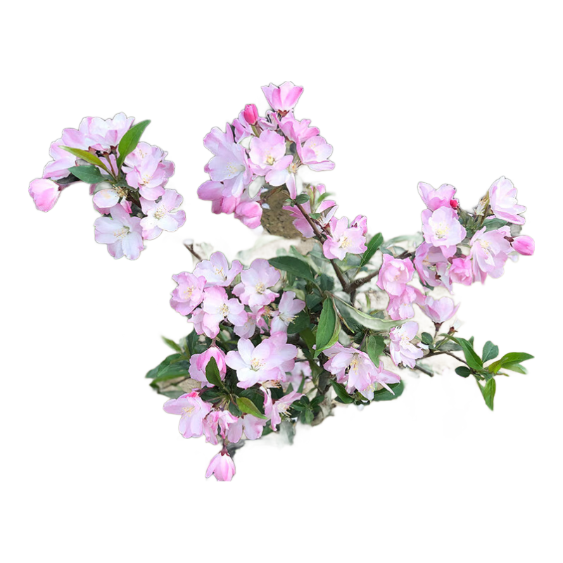 中夢(mèng)海棠花盆栽樹(shù)苗老樁長(cháng)壽冠陽(yáng)臺庭院花卉綠植物盆景 西府海棠8年大苗【1棵裝】 不含盆