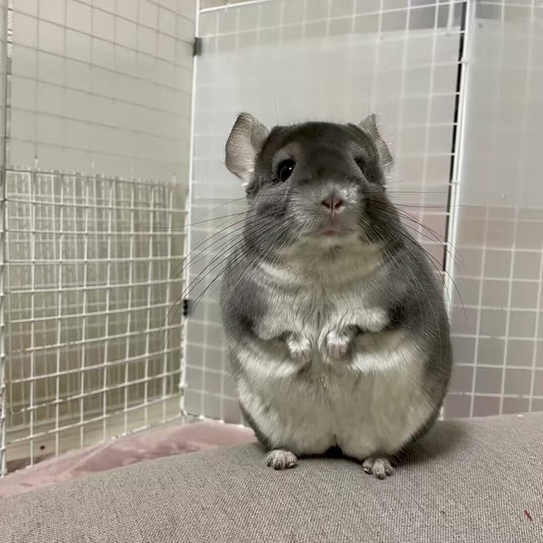 家养龙猫活体打过疫苗龙猫幼崽长毛龙猫活物宿舍网红活物可挑便宜