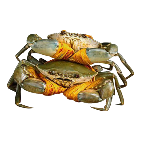 ��ζ��ʻ������з��д��з����з��з��зԴͷֱ����������� ��ĸ����3-5ֻ  ����2���� 231.33Ԫ