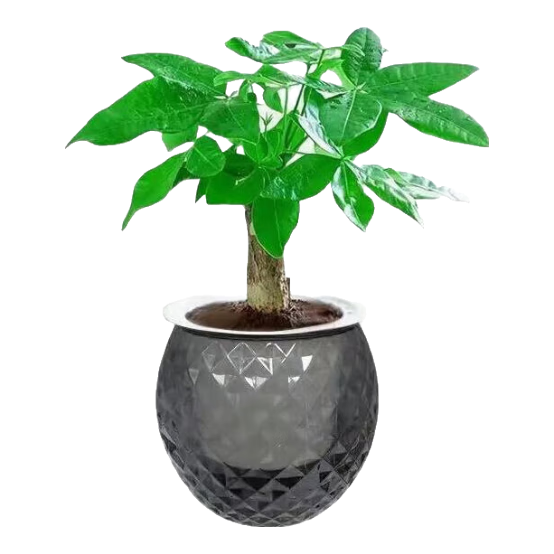 【带盆高度约15-25cm】发财树盆栽室内植物客厅办公室自吸水好养 单杆发财树+钻纹球自吸水盆 花盆直径约10cm