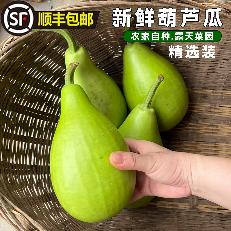 現(xiàn)摘新鮮葫蘆瓜 蒲瓜 短瓢瓜 肉葫蘆 食用炒菜農(nóng)家自種嫩瓠子瓜 3斤
