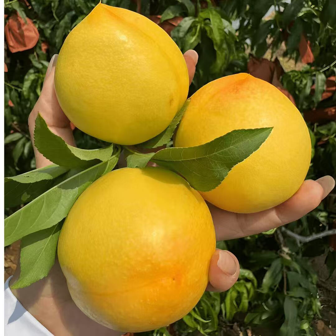 ��Ľ������ɽ�����������ҽ���������� 2.5��װ��6-9������2�ݺϷ�һ�� ��ѡ���������� ����2.25 ��