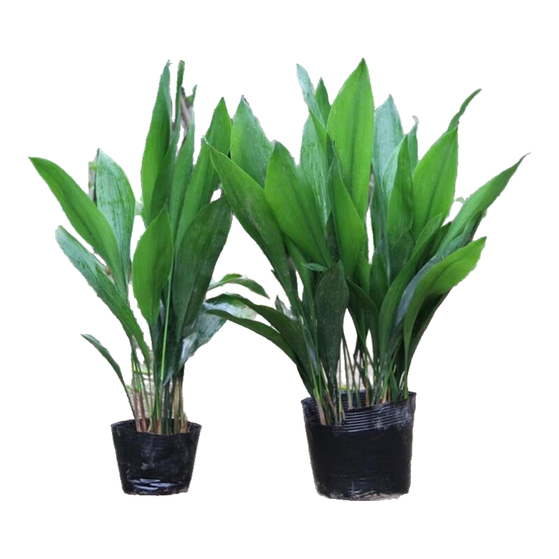 蝴蝶之舞一葉蘭盆栽四季常青耐寒植物客廳大葉觀(guān)葉綠植清新空氣花卉綠植 一葉蘭30顆50-60cm高