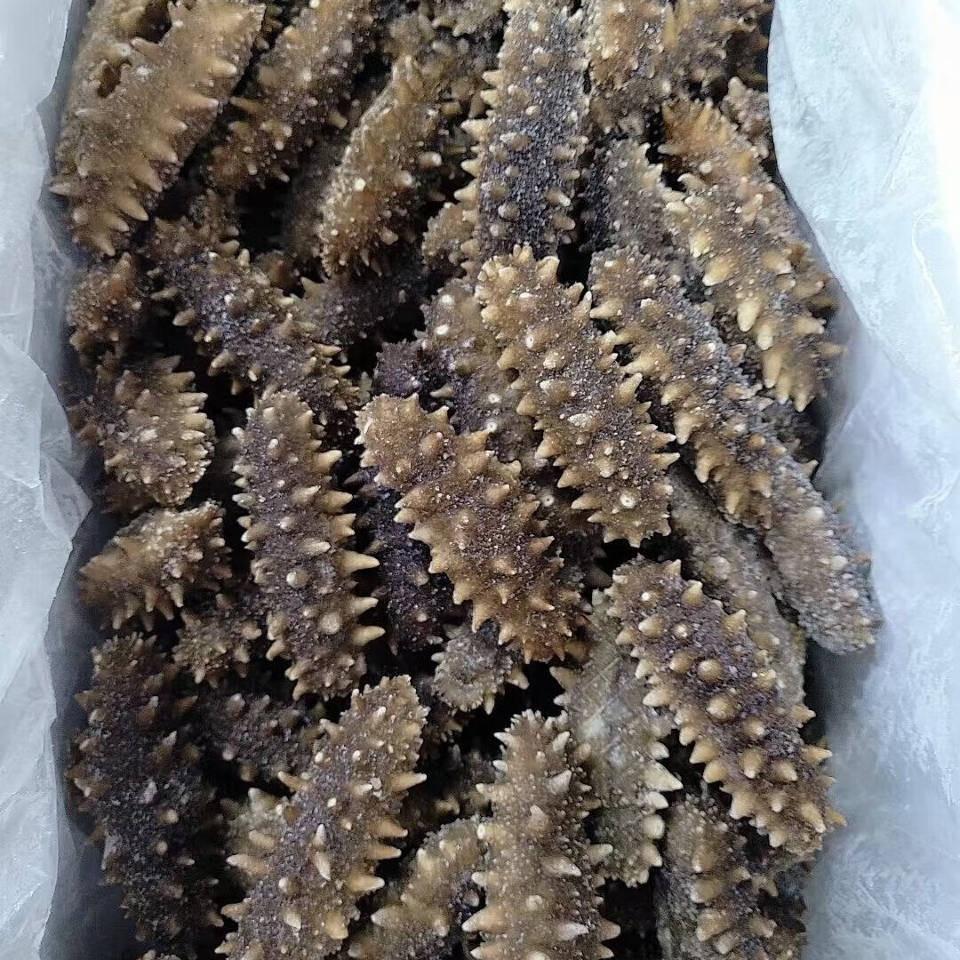 参翁岛【批发促销】有机鲜食大连底播即食海参 新鲜辽刺参 国标有机认证 有机鲜蒸即食海参8斤*1箱64-96头