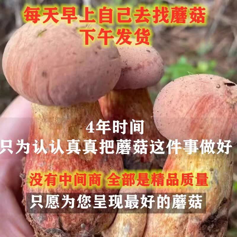 云南野生见手青新鲜牛肝菌当季野生菌红葱蘑菇野生顺丰现发见手青 520g一斤精品质量装