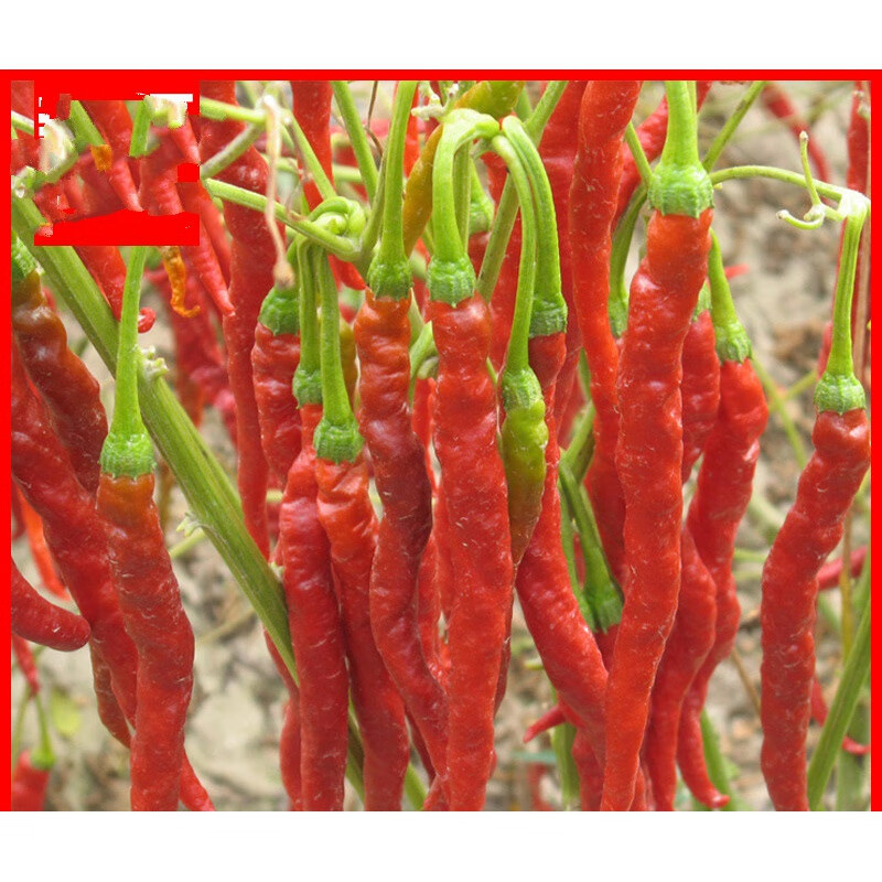 宜享健康新疆线椒500克一精选长辣皮子大盘鸡辣子沙湾安集海干红辣椒