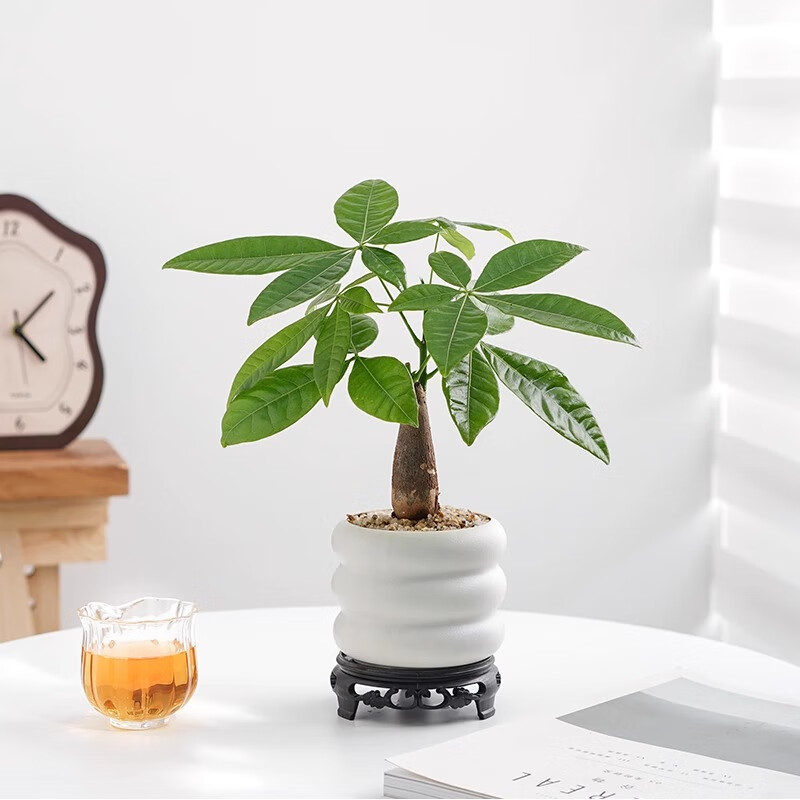 喜鹊说发财树盆栽室内客厅办公室桌面绿植花卉植物四季常青好养活 单粗杆发财树-PVC甜甜圈盆-密胺托盘 带盆栽好