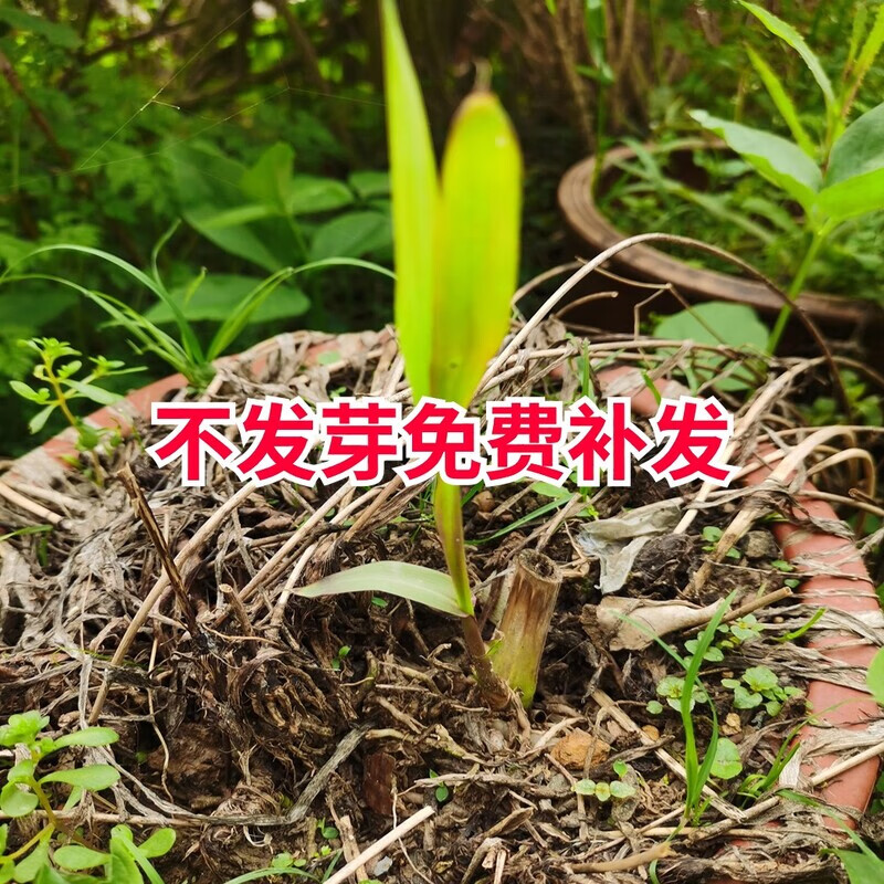甜象草3号种节无毛高产耐寒皇竹草巨菌草种子多年生四季常青牧草 无毛甜象草100节送生根粉