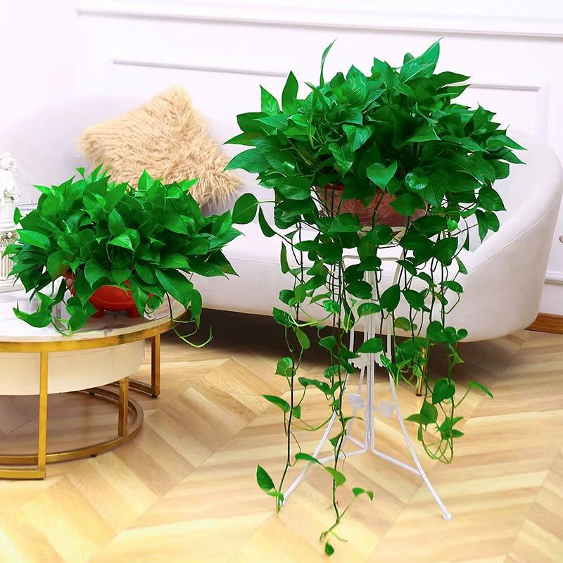 泰西絲綠蘿盆栽綠植室內(nèi)水培植物桌面擺件 360#吸水盆長(zhǎng)藤綠蘿 源頭直發(fā)