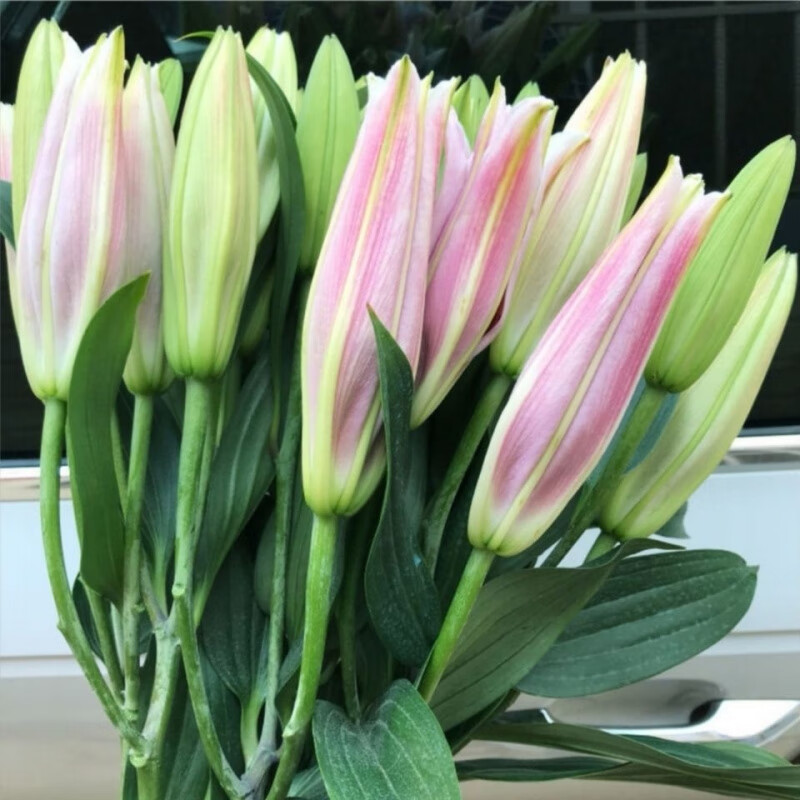 禾之润香水百合花鲜花云南昆明基地直发批鲜切家用水养插花 香水百合温柔粉色15朵 关注店铺送进口营养液