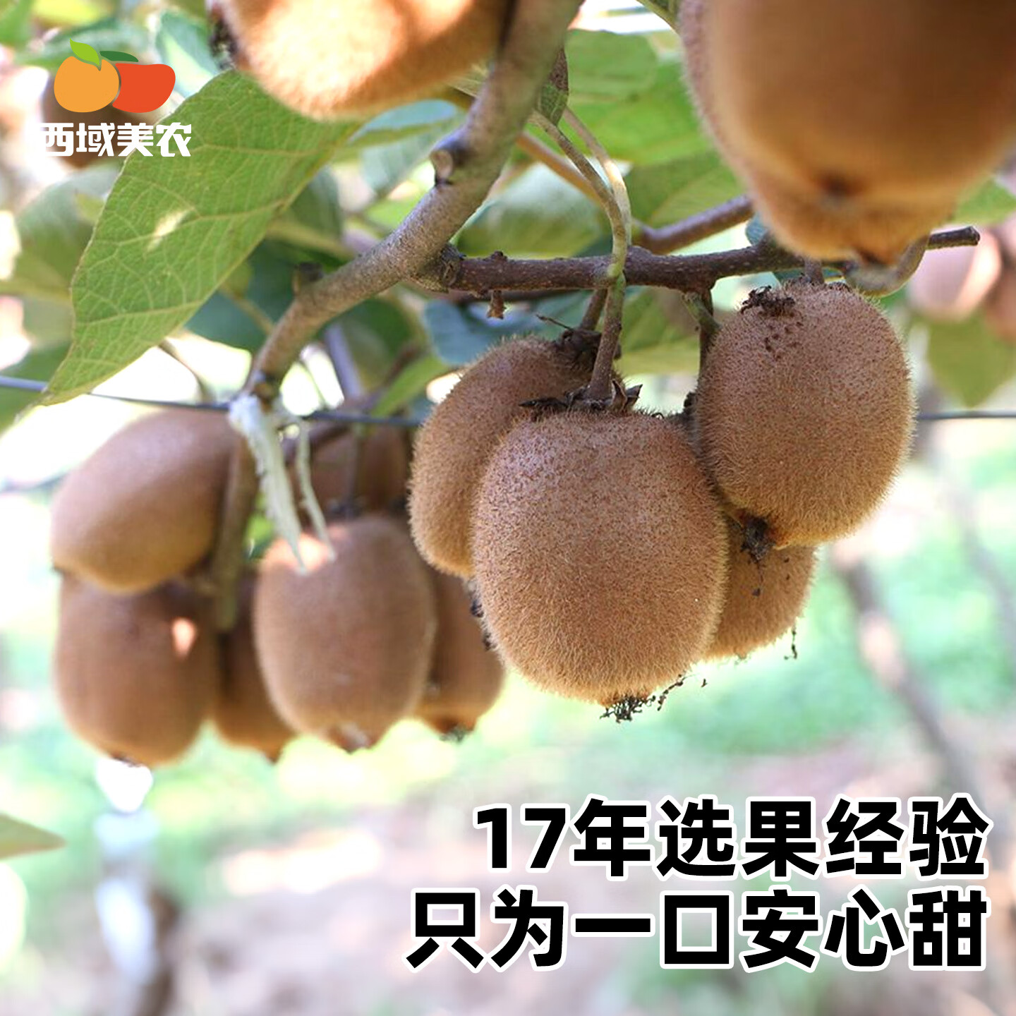 西域美农 陕西即食徐香绿心猕猴桃  硬果即食无需催熟孕妇儿童鲜果水果 中大果20枚 （单果80-100g）