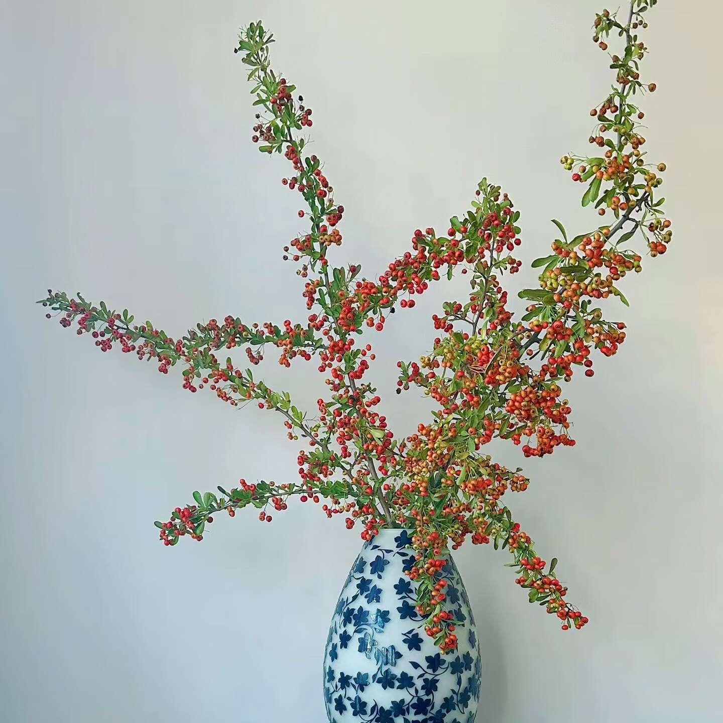 火棘果鲜切枝鲜花云南直发火把果耐养水培鲜切绿植沙棘插花鲜切花