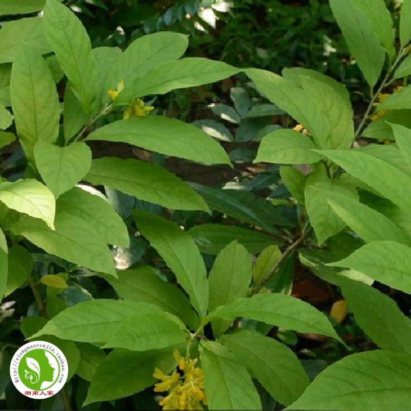 黄花倒水莲种苗 盆栽赏花观音串小苗中黄花远志 高度20公分以下小苗