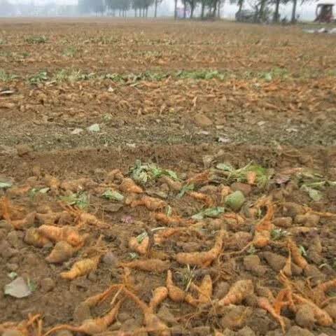 怀盛兴【正宗怀地黄】鲜地黄现挖新鲜中药材生地黄河南焦作直发特产 3斤大果【30-45个】