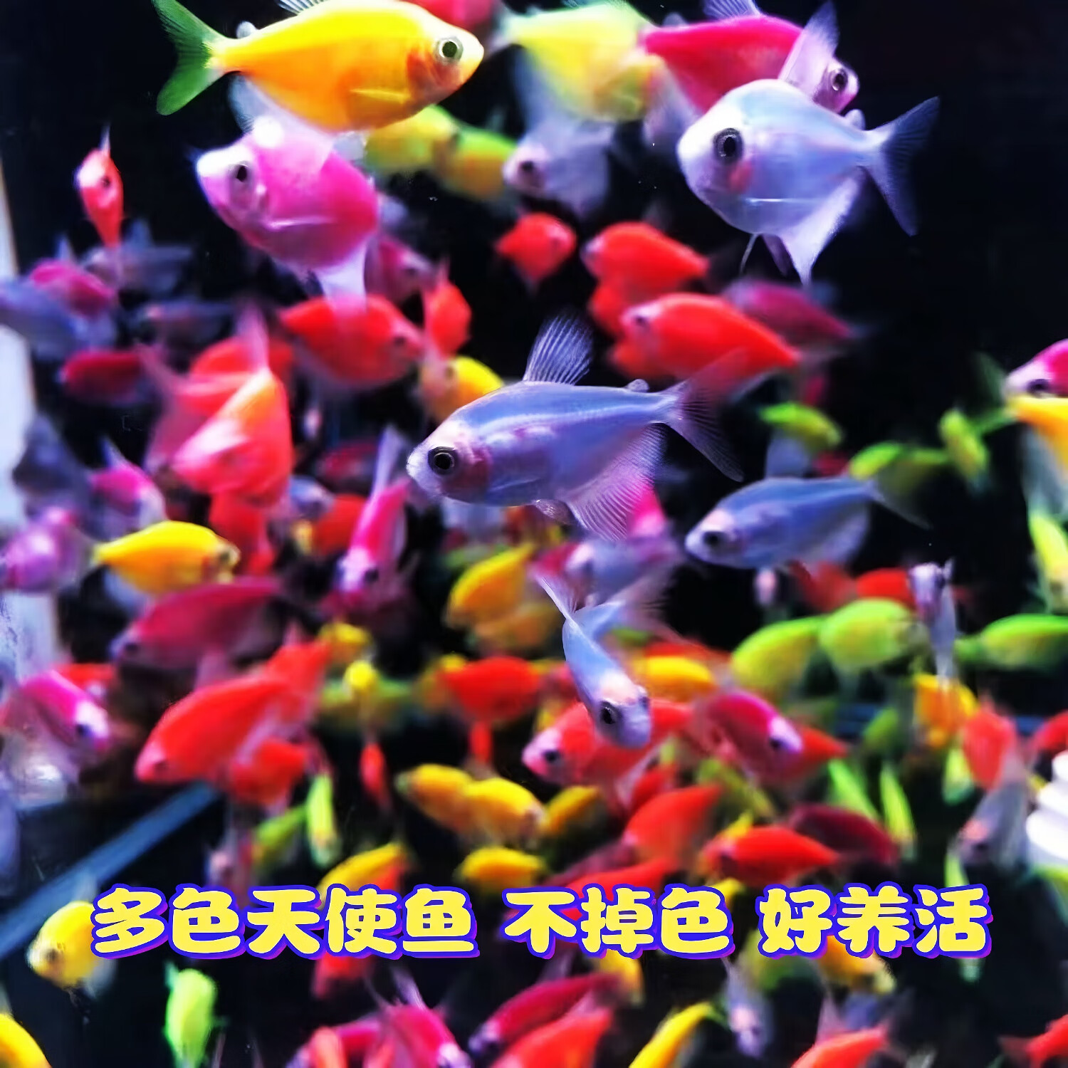 易萌天使鱼活体小型热带鱼观赏鱼耐活鱼淡水鱼观赏鱼群游3-4cm 天使鱼随机27条加送备损3条