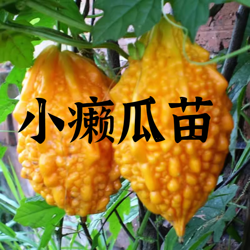 赖葡萄癞葡萄苗金铃子黄金瓜种苗小癞瓜种苗苦瓜四季蔬菜苗 小癞瓜苗